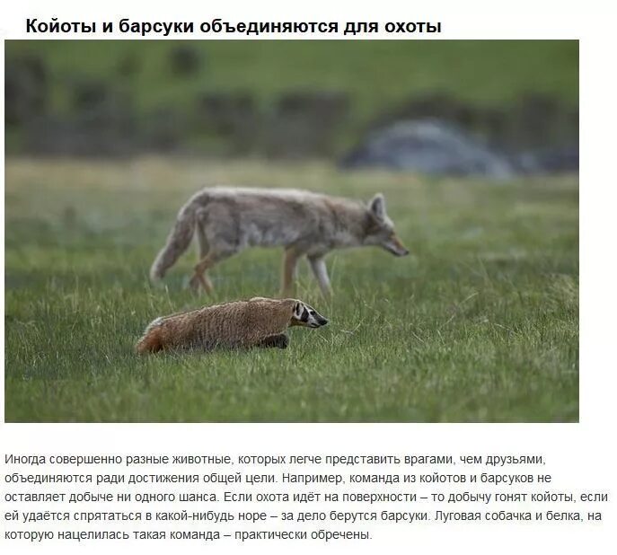 Социальная жизнь животных