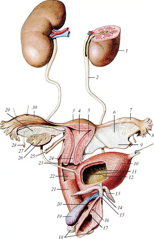 Мочеполовая система у женщин. Анатомия женского тела Мочеполовая система. Анатомия мочеполовой системы женщины схема. Мочевыделительная система женщины анатомия. Строение мочеполовой системы у женщин.