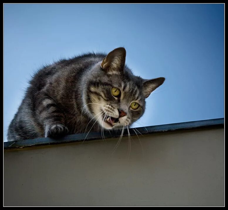 Спустившись с кровли кот сказал. Коты сверху вниз. Кот на крыше мяукает. Кот на крыше. Котик испугался.