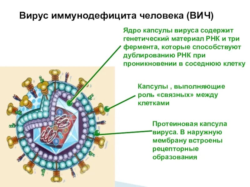Вирус где найду. Ядро вируса. Вирус иммунодефицита человека. Вирусы содержат ядро. Вирус иммунодефицита человека содержит.