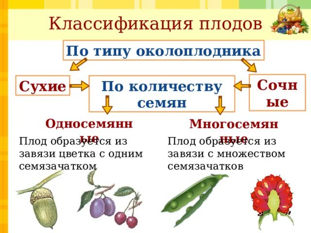 Плоды сухие и сочные односемянные и многосемянные. Классификация плодов односемянные и многосемянные. Сухие односемянные плоды и растения. Классификация плодов по типу околоплодника. Многосемянные плоды горох