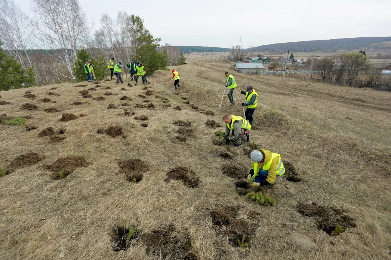 Косиха природа. Лесхоз Косиха. Сели в природе. Дерево Косиха. Рп5 косиха