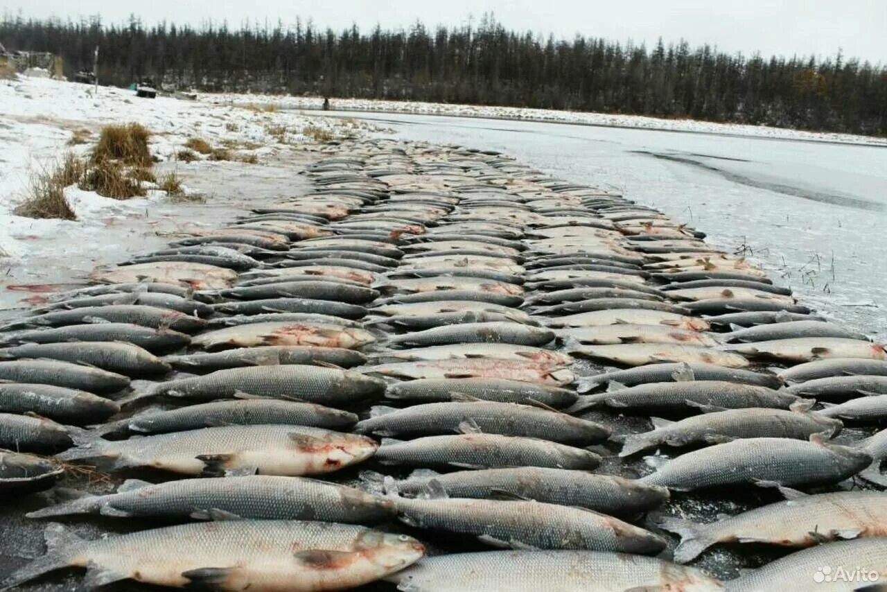 Якут рыба. Чир и муксун. Чир и Нельма. Омуль сиг муксун. Северная рыба муксун.