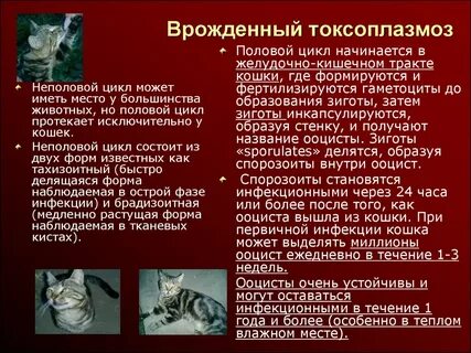 Ли токсоплазмоз
