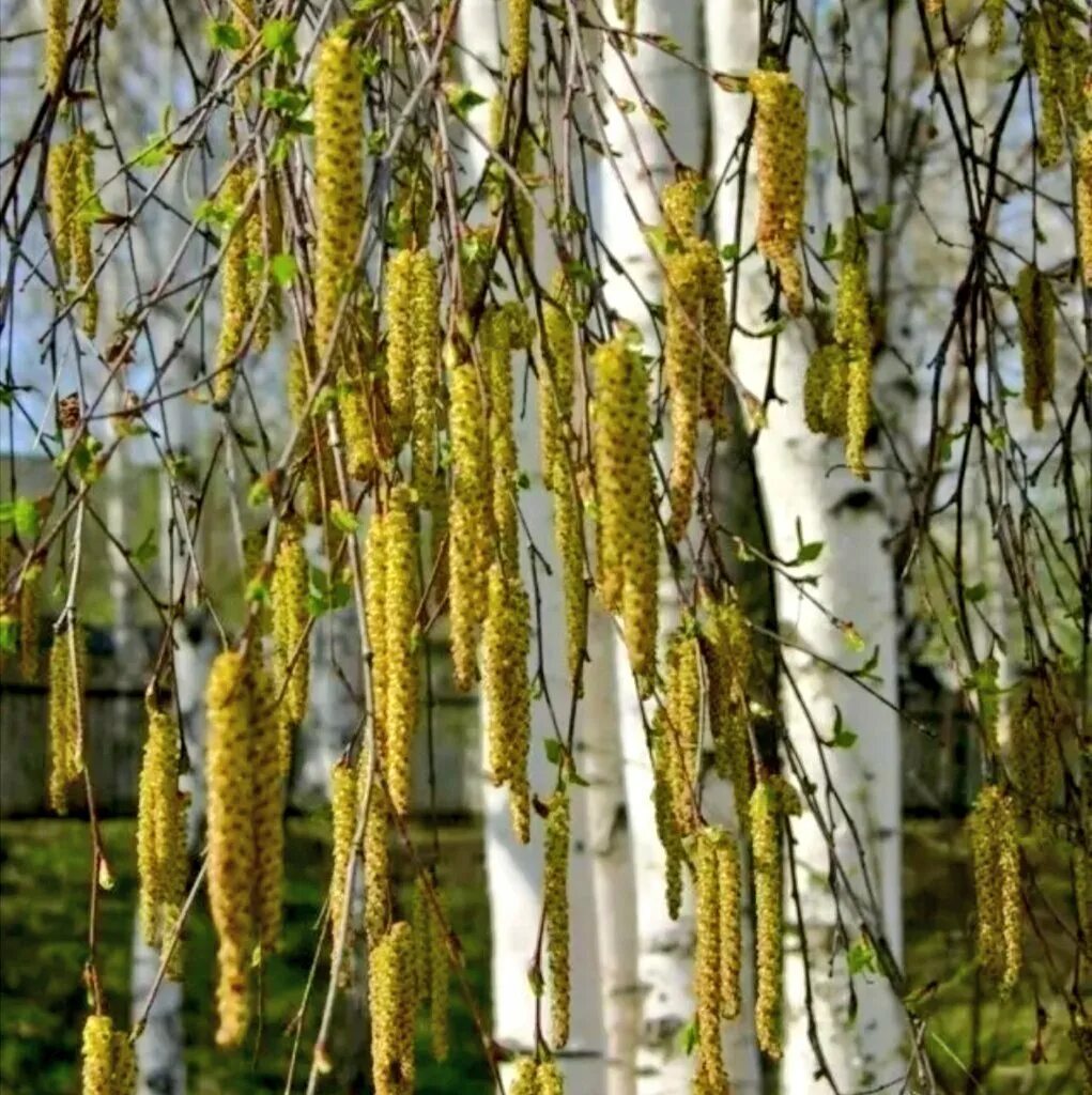 Какие березы весной. Betula turkestanica. Береза повислая Fastigiata. Березовая роща береза повислая. Береза повислая Сережка.