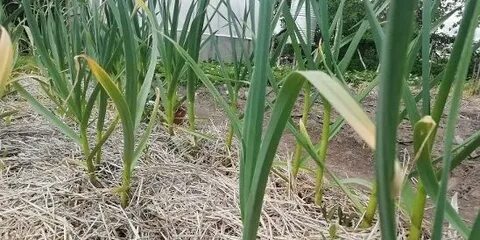 Поливать чеснок после посадки на зиму