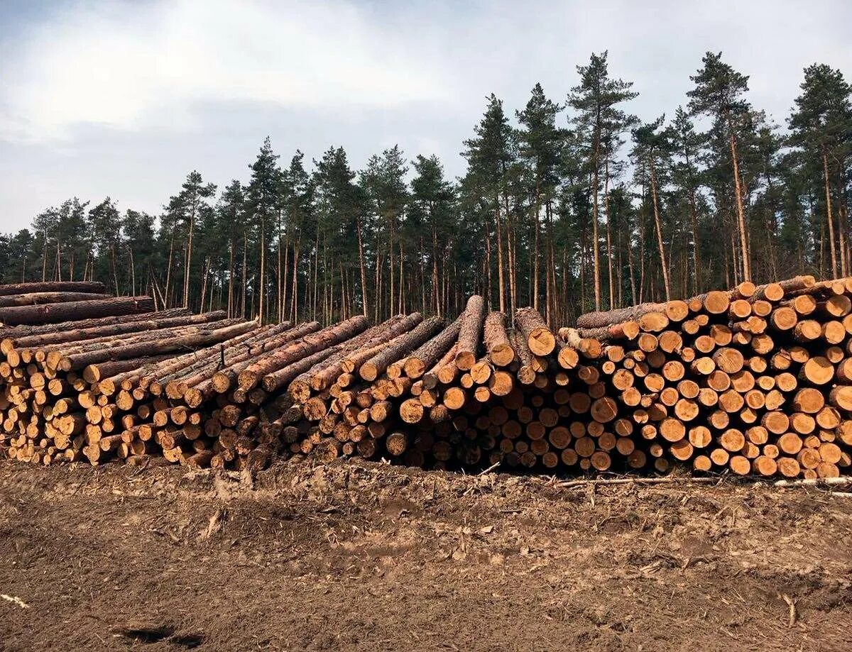 Древесина зимой. Лес на нужды. Бревно в лесу. Лесная промышленность. Древесина для нужд граждан.