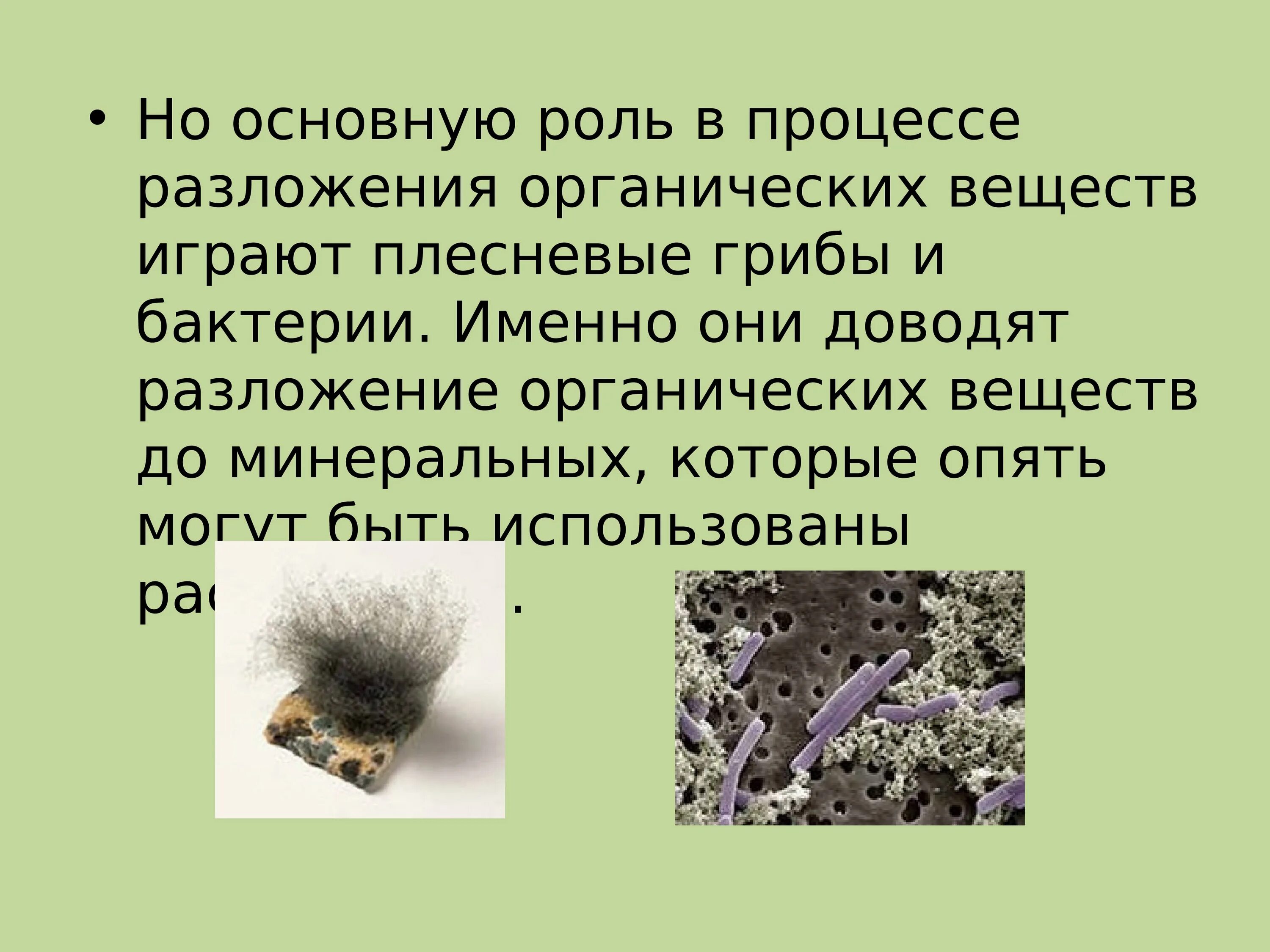 Организмы разрушающие органические. Роль грибов и бактерий в жизни растений. Разложение органических веществ. Процесс разложения органических веществ. Роль грибов и бактерий в природе.