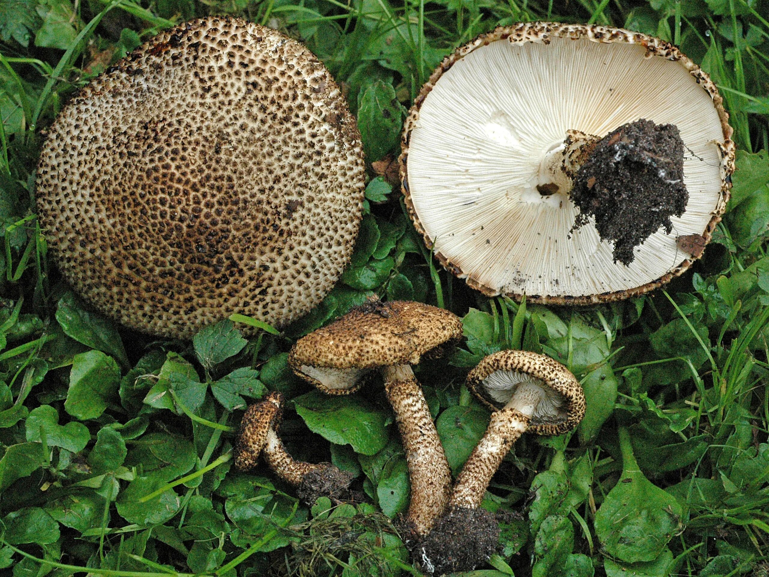 Лепиота коричнево красная фото File:Lepiota besseyi H.V. Sm. & N.S. Weber  Wikimedia Commons