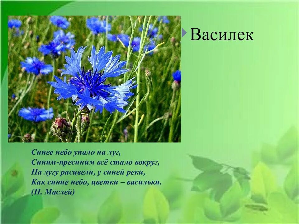 Василёк Боровой. Васильки информация. Васильки стишок для детей. Рассказ о васильке.