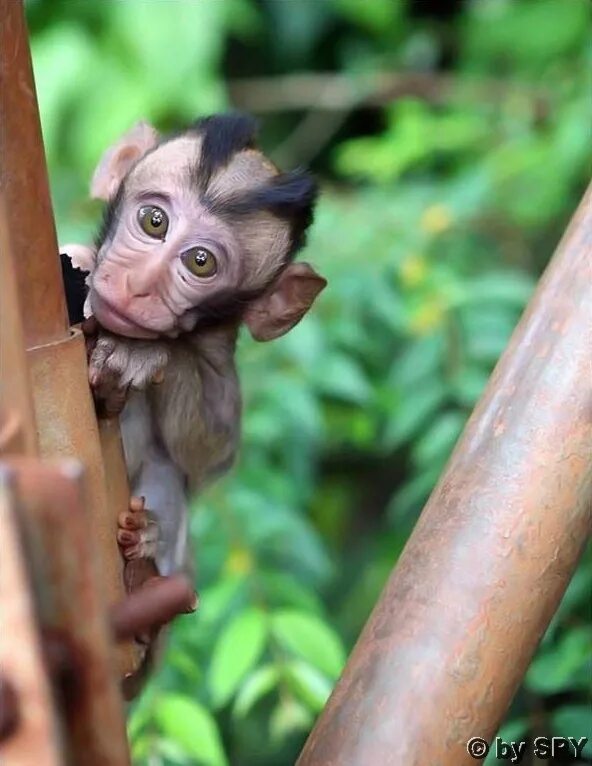 смешные обезьяны. ушастая обезьяна. смешные животные. веселая обезьяна. самые смешные обезьяны.