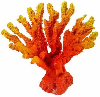 Каталог кораллов