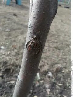 Рак яблони