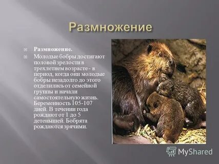 Продолжительность жизни бобра