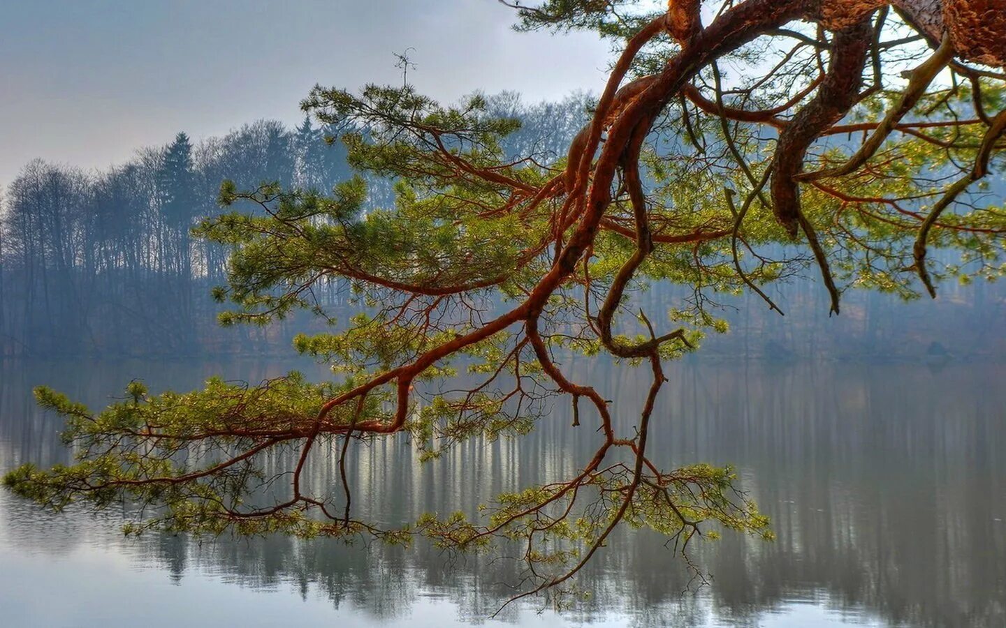 Отражение в воде. Астрея. Ракита дерево. Дерево на берегу реки. Дерево над озером.