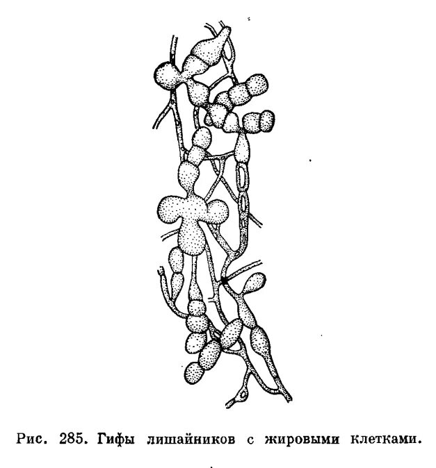 Микобионт это. Микобионт. микобионты и фитобионты. лишайники фотобионты. гифы микобионта.