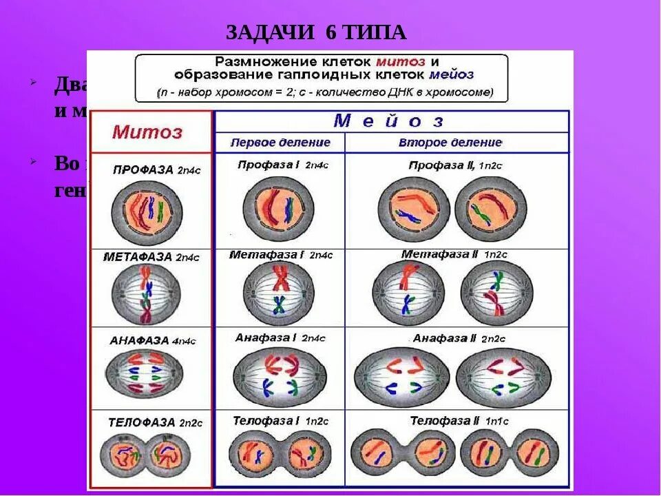 Митоз мейоз nc