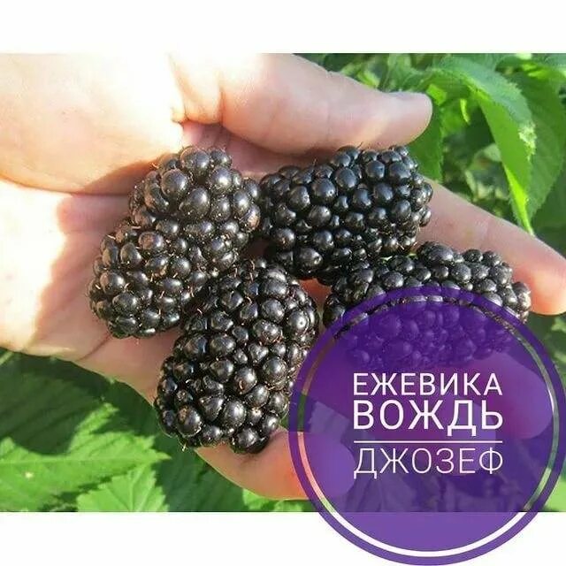Ежевика сорт вождь. Ежевика уфимская.