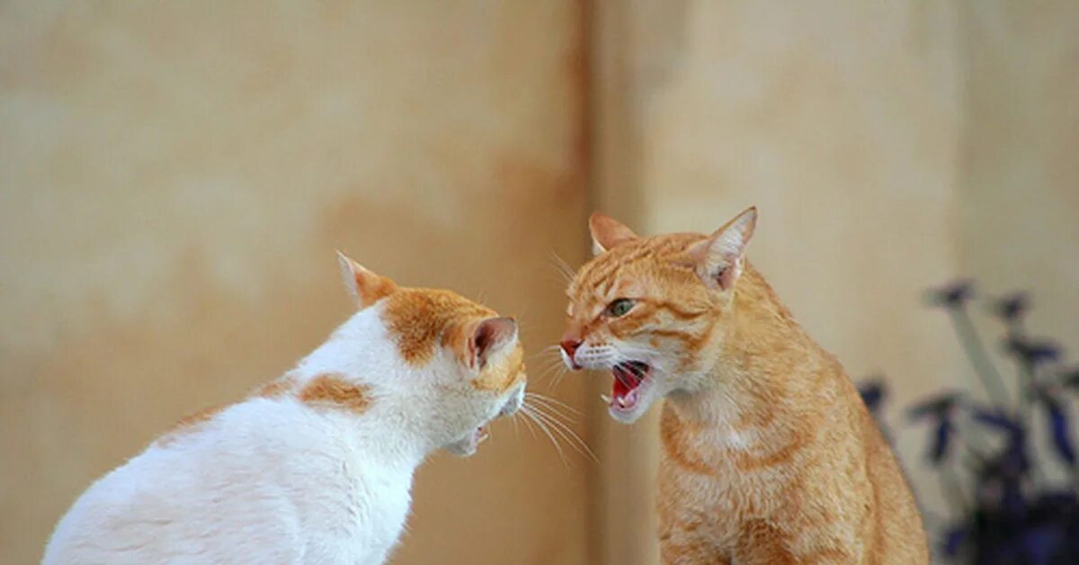 Коты разговаривают друг с другом. Коты разговаривают друг с другом
