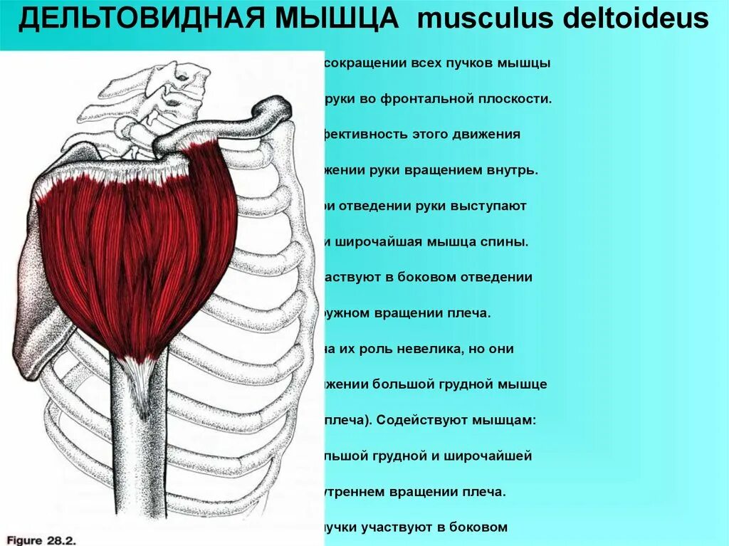 Передние пучки дельтовидных. Функции Пучков дельтовидной мышцы. Дельтовидная мышца плеча анатомия. Дельтовидная мышца (m. deltoideus). Дельты функции мышц.