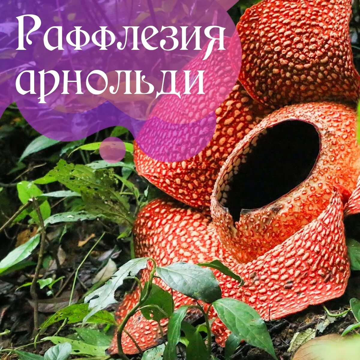 Три брата раффлезия. Раффлезия арнольди. раффлезия арнольди цветок. самый большой цветок в мире раффлезия. великолепный паразит раффлезия арнольди.