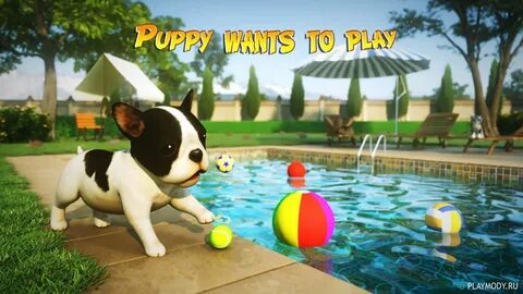Dog edition