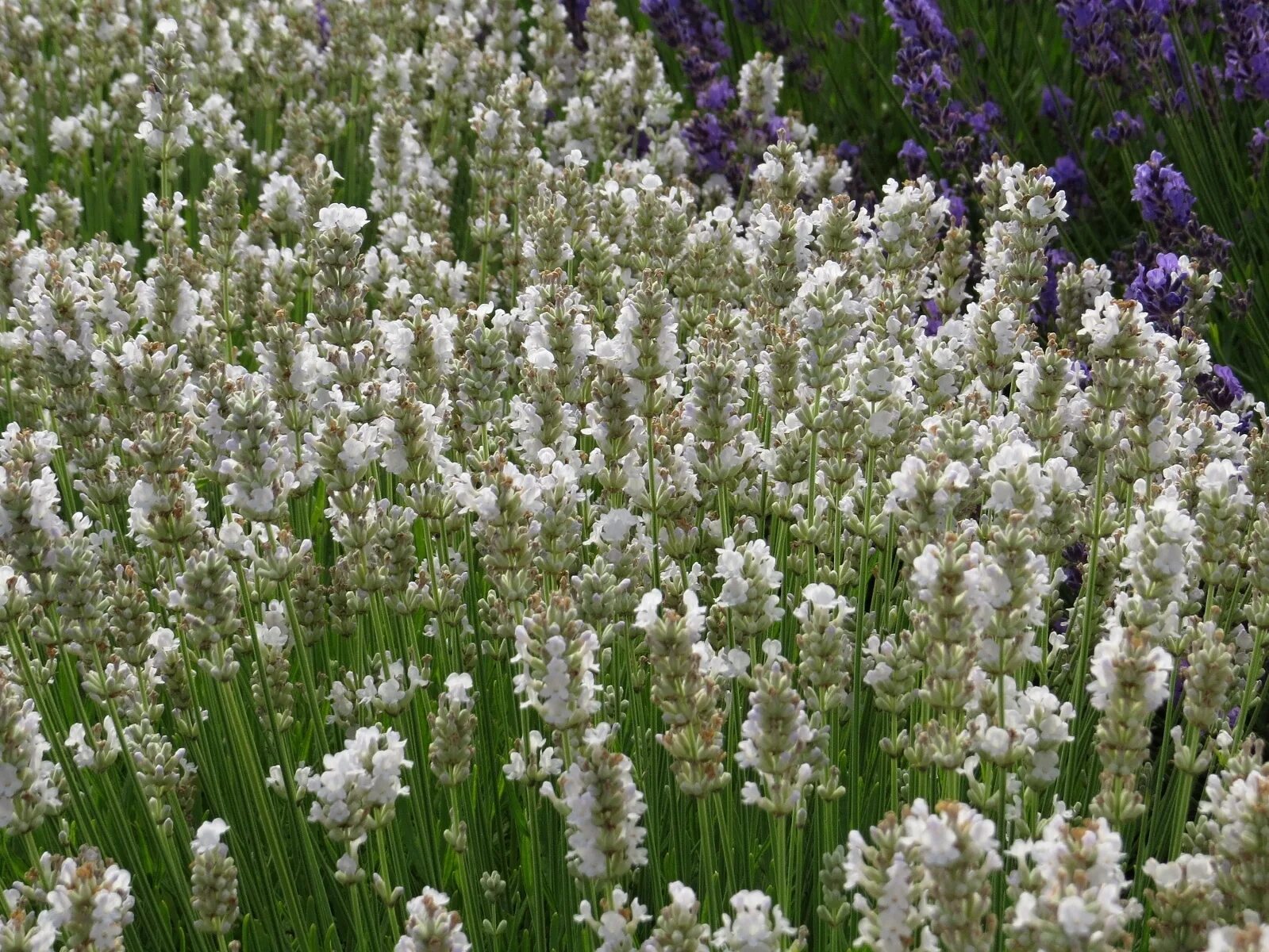 White bi. Лаванда узколистная Hidcote. Лаванда узколистная Edelweiss. Лаванда Хидкот Вайт.