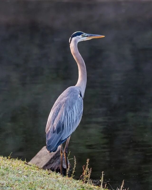 Большие цветные птицы на длинных ногах. Great blue heron птица. Heron weassel. Цапли флориды. Большая голубая цапля.