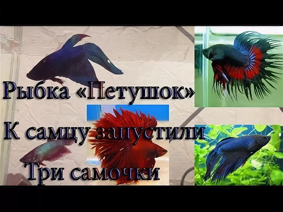 Как отличить самку петушка от самца. Рыбка петушок как отличить самку от самца. петушки рыбки как отличить самку от самца. рыбка петушок мальчик или девочка.