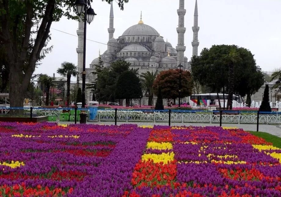 Turkey new. Султанахмет Стамбул тюльпаны. Стамбул Турция фестиваль тюльпанов. Султанахмет фестиваль тюльпанов. Голубая мечеть в Стамбуле тюльпаны.