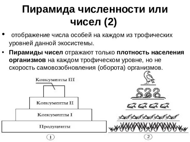 Экологическая пирамида численности. Пирамида чисел (пирамида Элтона). Трофический уровень экологической пирамиды. Пирамида численности биология 9 класс. Пирамида трофических уровней.