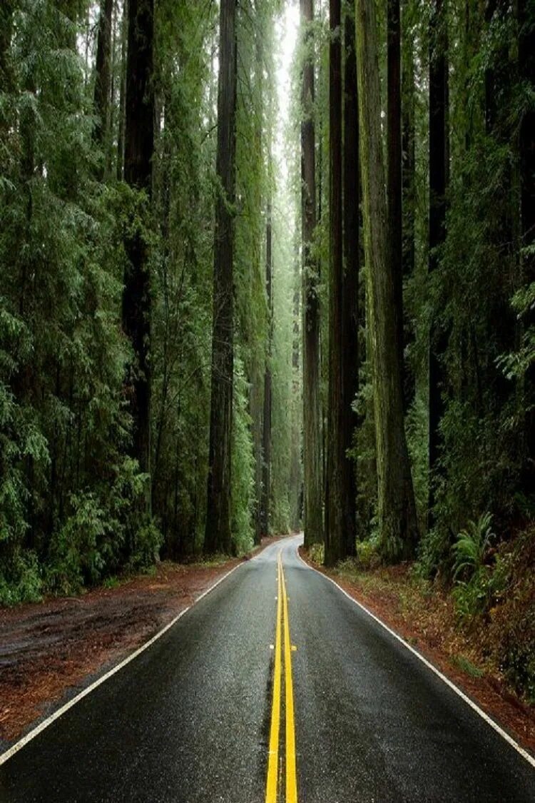 Дорога в красивом лесу. Дорога в лесу. Красивые дороги. Лесная дорога. Дорога среди деревьев.