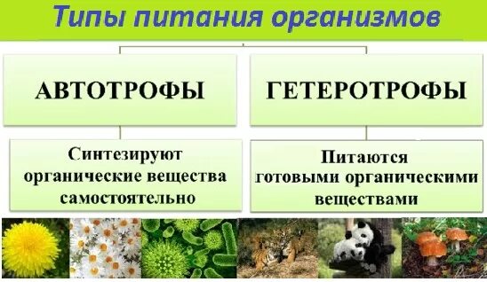 Типы питания автотрофы. Автотрофный и гетеротрофный Тип питания. Автотрофный Тип питания гетеротрофный Тип. Организмы с автотрофным типом питания. Питается готовыми органическими веществами гетеротроф