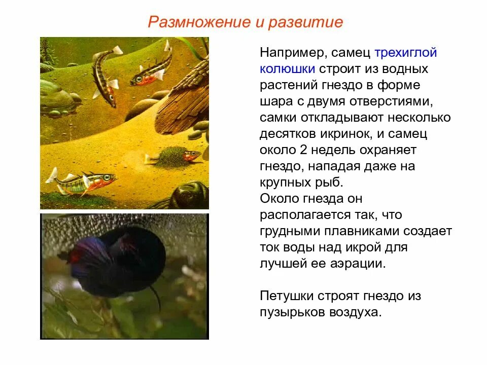 Существует несколько десятков рыб огэ