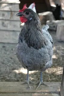 Какого цвета курица