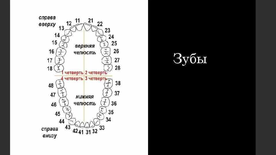 Нумерация зубов в стоматологии схема у взрослых. Нумерация зубов нижней челюсти. Челюсть нумерация зубов. Нумерация зубов в стоматологии схема. Номера зубов у взрослых.