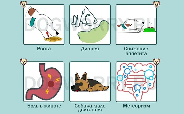 Можно давать собаке кукурузу. Можно лис облакам кашу?. какие крупы можно давать собакам. можно ли давать собаке кашу. крупы разрешенные собакам.