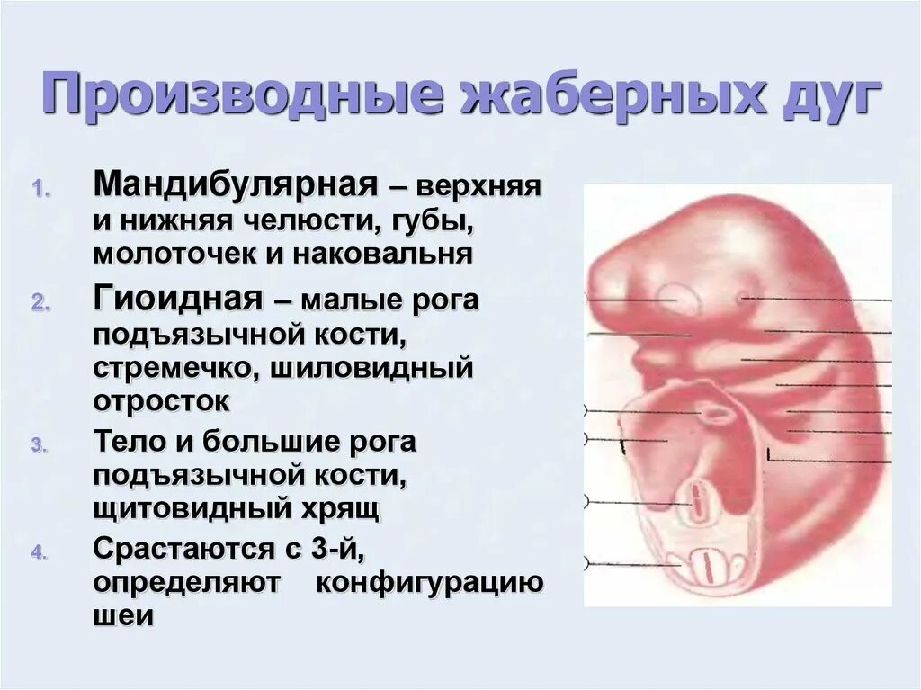 Жаберная дуга у человека фото. Синдром 1-2 жаберных дуг. Производные жаберных дуг. Жаберная дуга у человека фото. Жаберная дуга у человека фото.