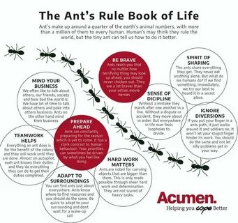 The ants коды