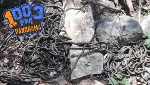 Когда змеи собираются в клубки на зимовку
