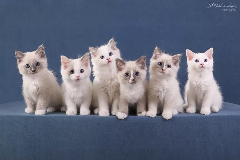 Несколько кошек. Шестеро котят. 1 3 6 коты. Много кошек. Кошки.