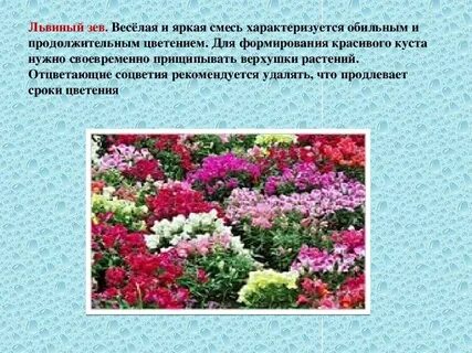 Можно прищипывать львиный зев