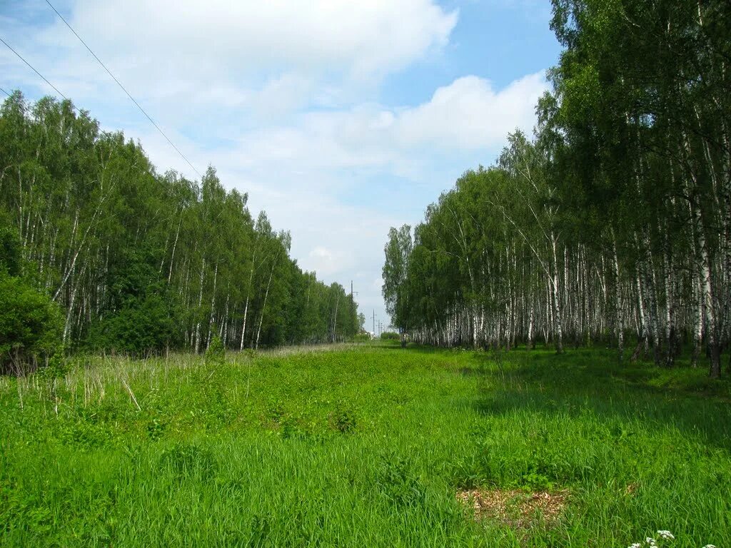 Аллея или просека. Просека. Тярлевская просека. Просека управляемого тополиного леса