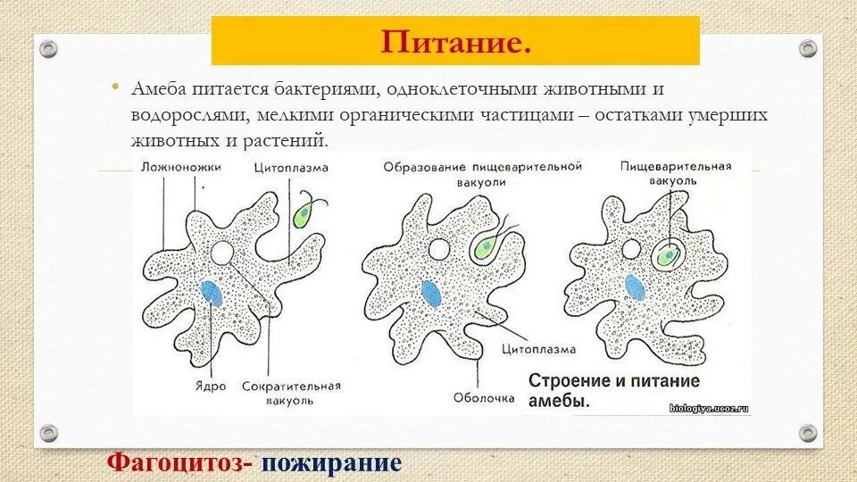 Сколько живут амебы. Сколько живут амебы