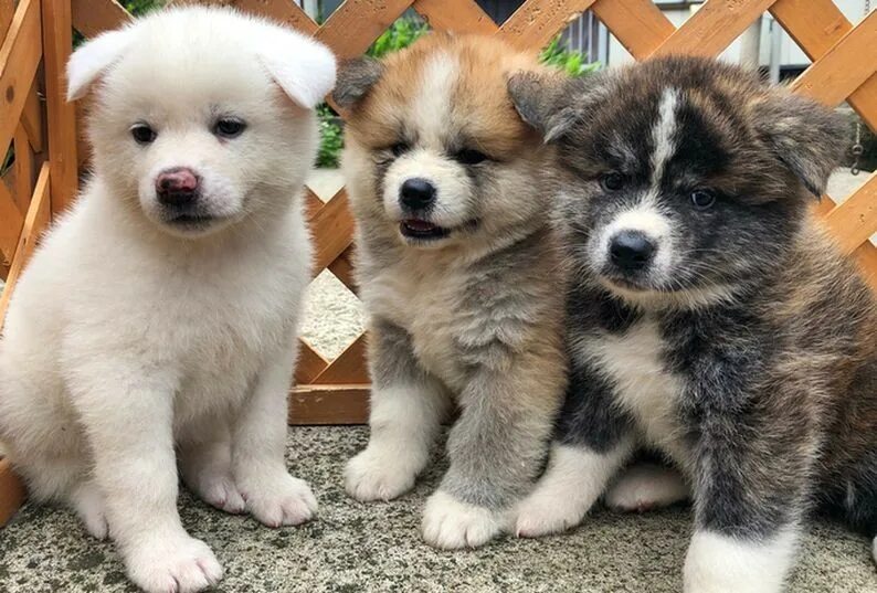 Питомник puppies. Питомник puppies