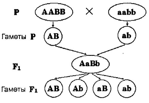 Гаметы генотипа aabb