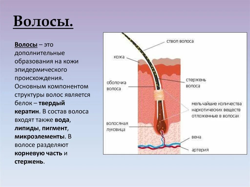 Какие функции имеет кожа. Строение корневой части волоса. Основным компонентом структуры волоса. Кожа строение и физиология кожи. Строение волоса человека.