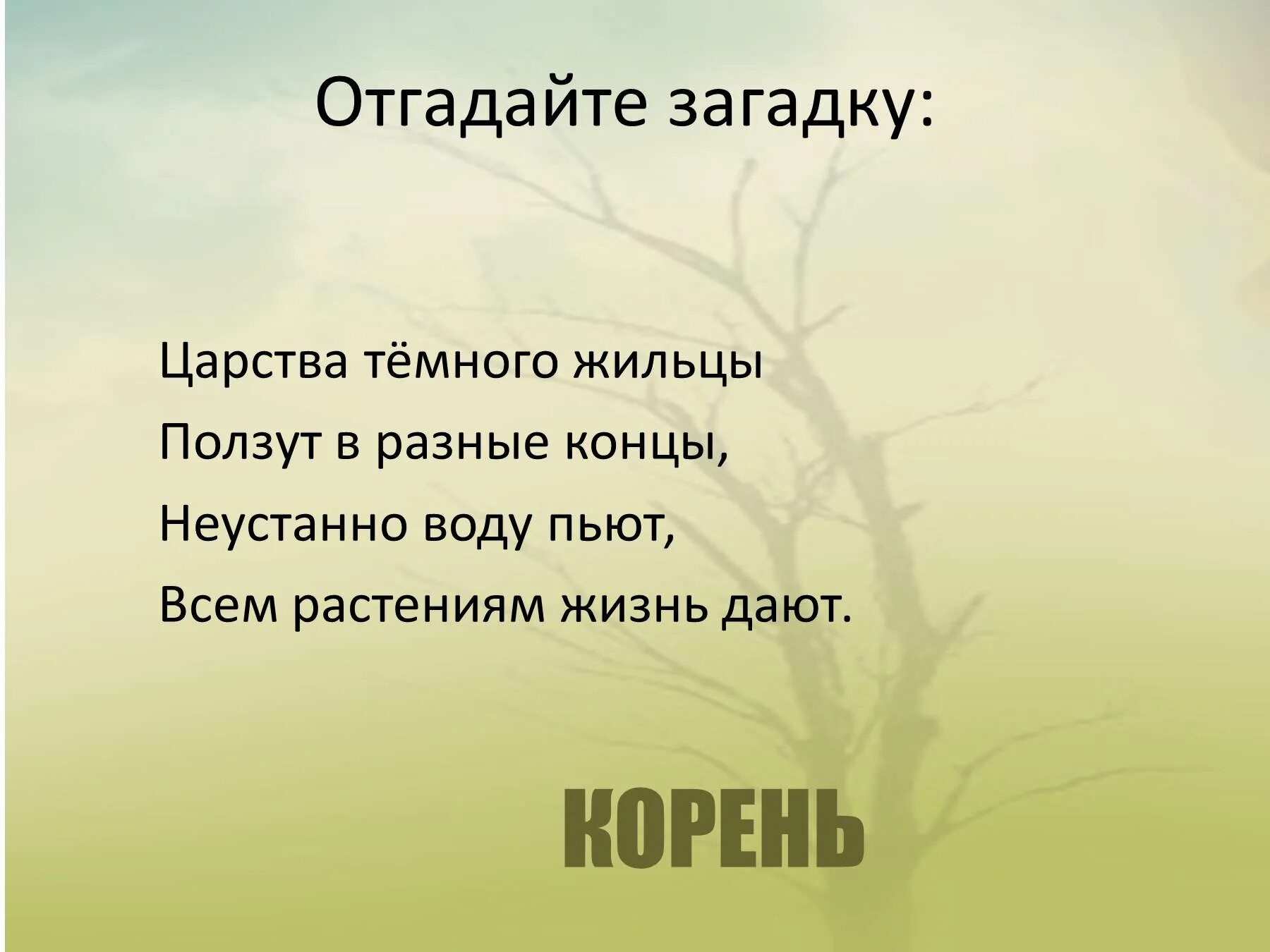 Растительный корень слова. Загадка про корень. Загадки о корне. Загадка про корень растения. Загадки о корнях по биологии.