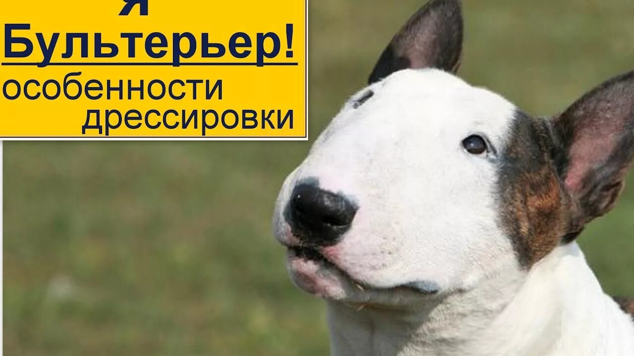 Бультерьер апфс. Бультерьер. миниатюрный бультерьер. английский бультерьер.