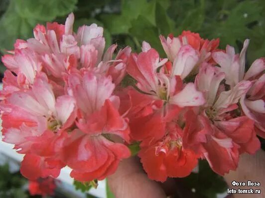 Пеларгония дон корлеоне фото Plantorama